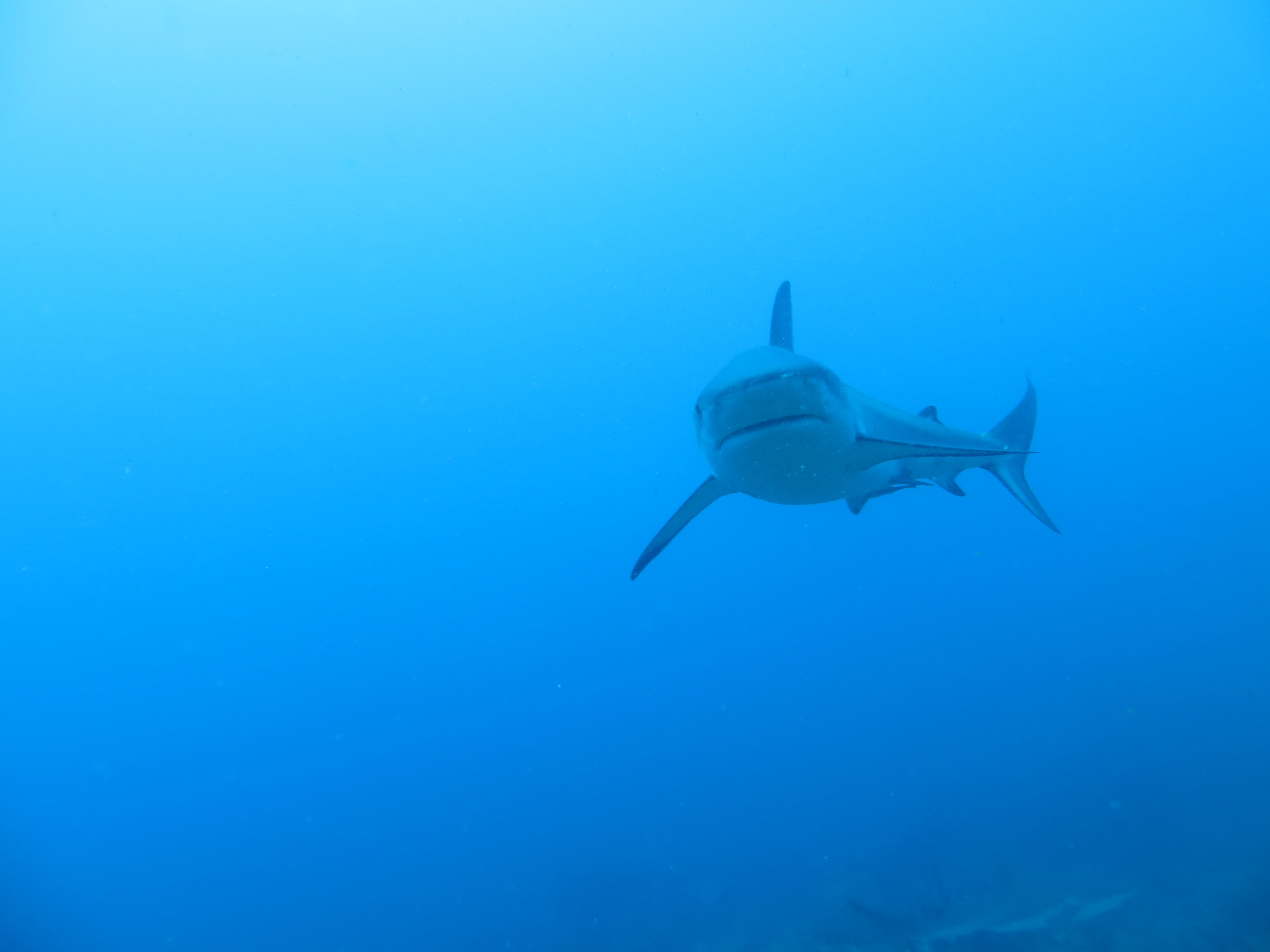Description of image